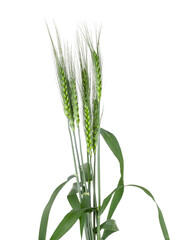 Ears of barley isolated on a white background, top view