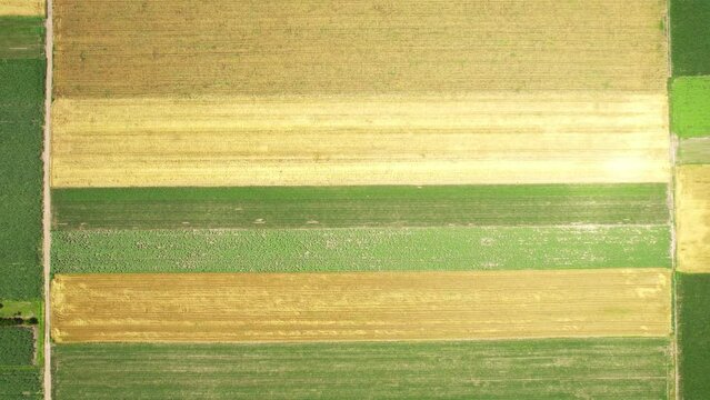 Idyllic Drone Views of Lush Green and Yellow Fields