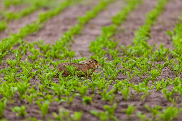 A European Hare in the wild
