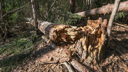 fallen tree in forest