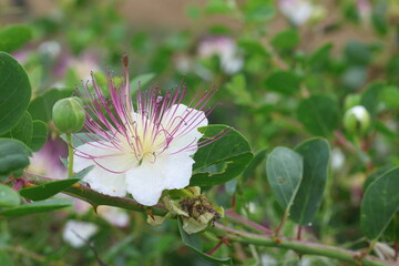 flowers and leaves Capparis spinosa
