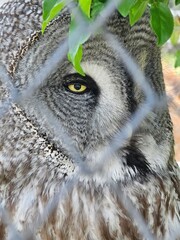 great horned owl