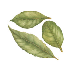 Green dried bay leaf is an aromatic culinary spice, laurel (Laurus nobilis). Watercolor hand drawn painting illustration isolated on a white background.