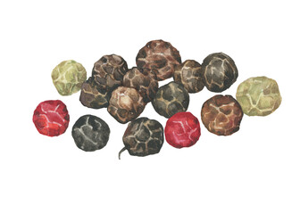 Culinary spice pepper- black (Piper nigrum), green and red peppercorn. Watercolor hand drawn painting illustration isolated on a white background.
