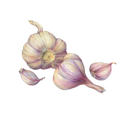 Aromatic culinary herb, the garlic plant's bulb and cloves (Allium sativum). Watercolor hand drawn painting illustration isolated on a white background.