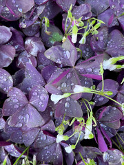 Closeup of false shamrock with water drops on leaves