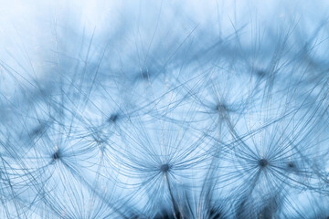 Detailed macro shot of a dandelion seed head illuminated by blue light, creating an abstract and ethereal effect. The intricate network of delicate seeds is highlighted against