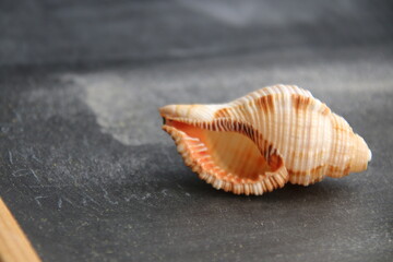 Summer background. Shell on wooden background with copy space.
