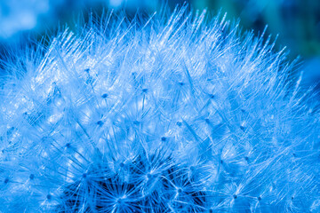 Detailed macro shot of a dandelion seed head illuminated by blue light, creating an abstract and...