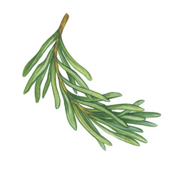Fototapeta premium Evergreen rosemary is an a shrub aromatic culinary spice (Salvia rosmarinus). Watercolor hand drawn painting illustration isolated on a white background.