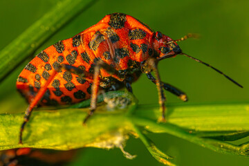 Detailed macro shot of a red and black insect perched on a green leaf. The insect's intricate patterns and textures are clearly visible, set against a blurred green background.