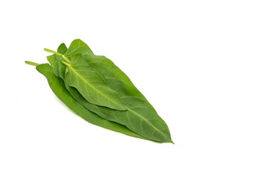 Organic Water Spinach or Ipomoea Aquatica Heap Isolate on White Background with Copy Space