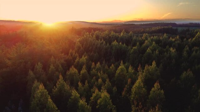 Aerial drone footage golden colorful sunset light over forest natural landscape with pines and trees