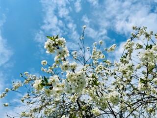 tender blooming trees, tree blossom, blooming garden