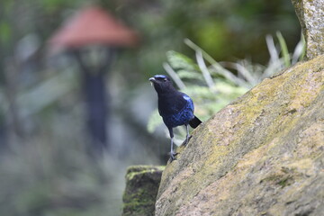 The Malabar whistling thrush (Myophonus horsfieldii) is a whistling thrush in the family...