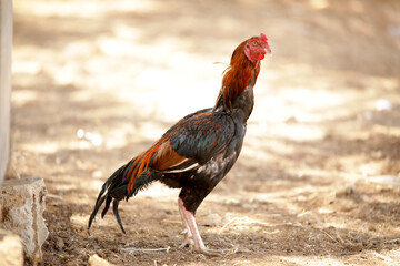 An Arab Rooster in a sheepfold (Qurban in Eid al-Adha Mubarak) sheep, goats, lambs in Muslim and Arab countries