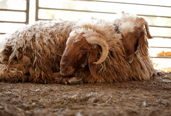 An Arab sheep standing in a sheepfold (Qurban in Eid al-Adha Mubarak) sheep, goats, lambs in Muslim...