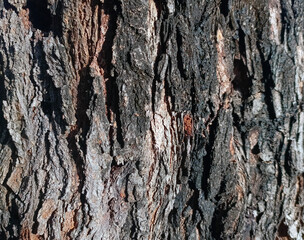 Natural Mulberry tree textured 