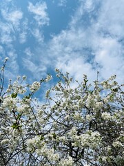 tender blooming trees, tree blossom, blooming garden