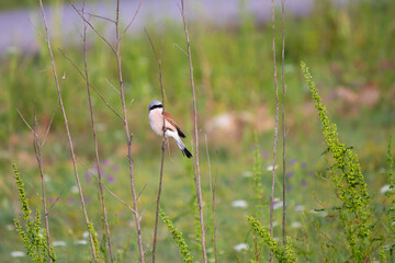 Red-backed shrike (Lanius collurio) perched on branch in front of green and natural background. Bird, animal.