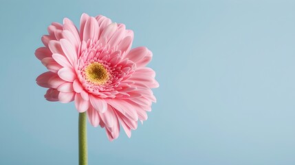 Close-up of a Pink Gerbera Daisy on Light Blue Background. Minimalist Flower Photography. Perfect for Nature Lovers. AI