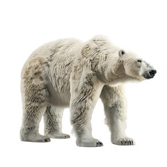 Fototapeta premium polar bear isolated on white