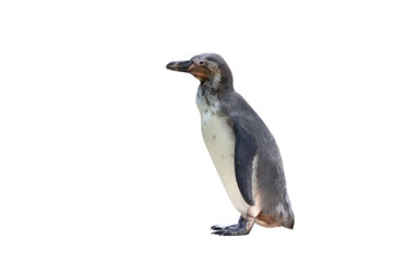 Penguin isolated on transparent background png file