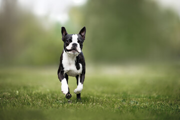 happy boston terrier dog running on green grass outdoors in summer