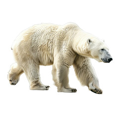 Fototapeta premium polar bear isolated on white