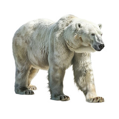 bear isolated on white background