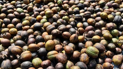 Brown coffee beans that are still in their skin
