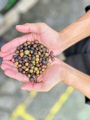 Brown coffee beans and seed isolated on hand