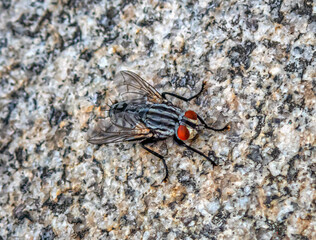 Horsefly on granite table