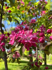 Tender pink apple tree blossom, blooming apple tree