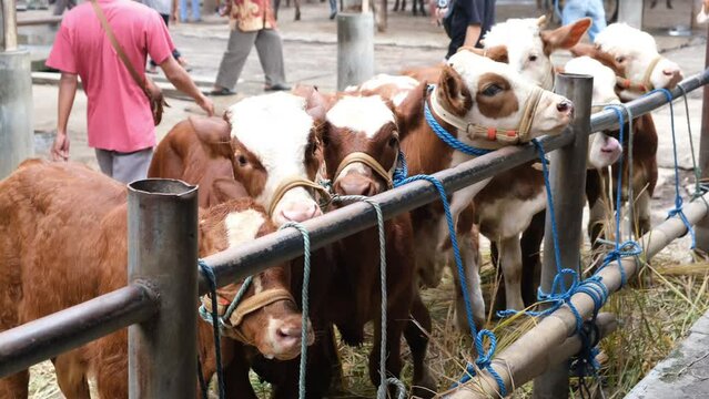 Brown Cow (sapi qurban) for the preparation for Eid al-Adha
