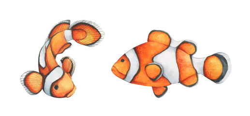 Colorful tropical fish. Aquarium animals .Watercolor illustration tropical fish. Underwater sealife concept.