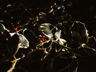 Holly tree