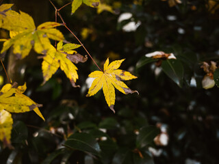 yellow maple leaves