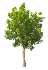 A freshness big green tree isolated on white background, Save clipping path.