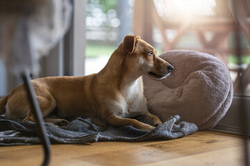 A small mixed breed dog lies under a table and enjoys the sun by the window