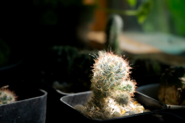 A diverse collection of cactus trees in various potted plants, showcasing a wide range of unique varieties.