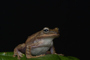 frog on a leaf