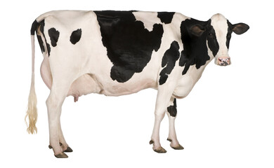 Holsten cow side view isolated over white background
