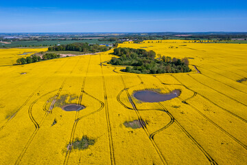 Yellow rapeseed field in northern Poland