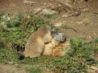 marmottes