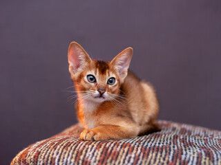 Portrait of a cute little Abyssinian kitten with big ears. A beautiful purebred shorthair cat....