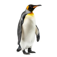 Fototapeta premium penguin isolated on white background