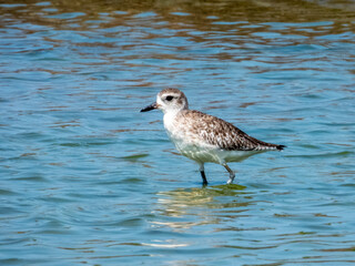 American Golden Plover - Pluvialis dominica in Costa Rica