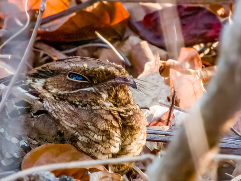 Common Pauraque Nyctidromus albicollis in Costa Rica
