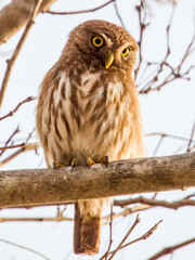 Ferruginous Pygmy-Owl Glaucidium brasilianum in Costa Rica